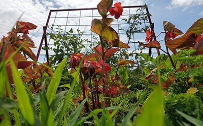 Photo of edible garden