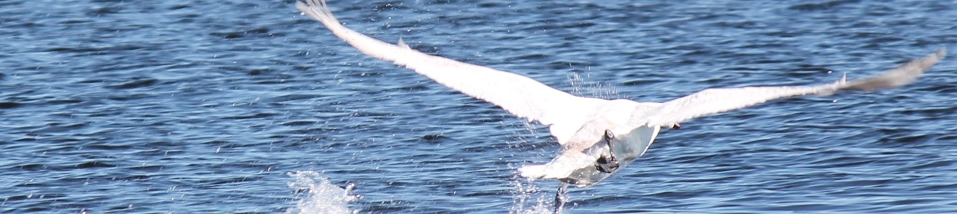 water with swan flying