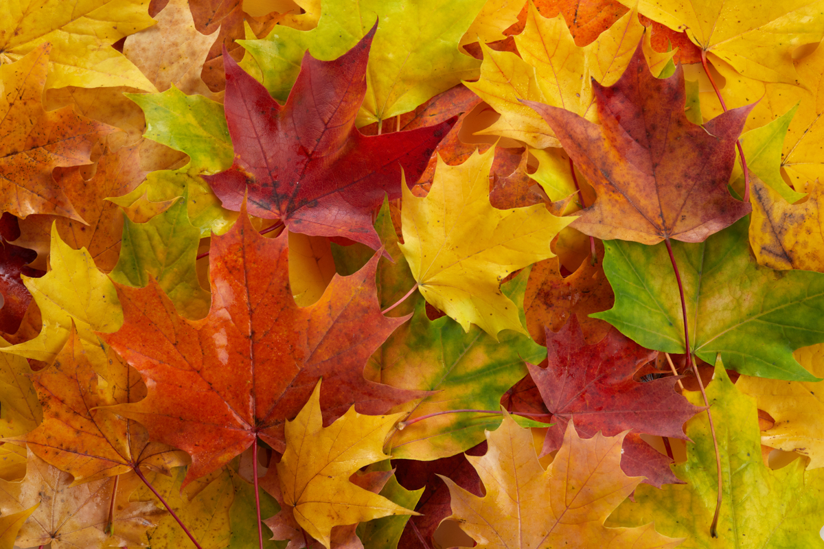 Leaves