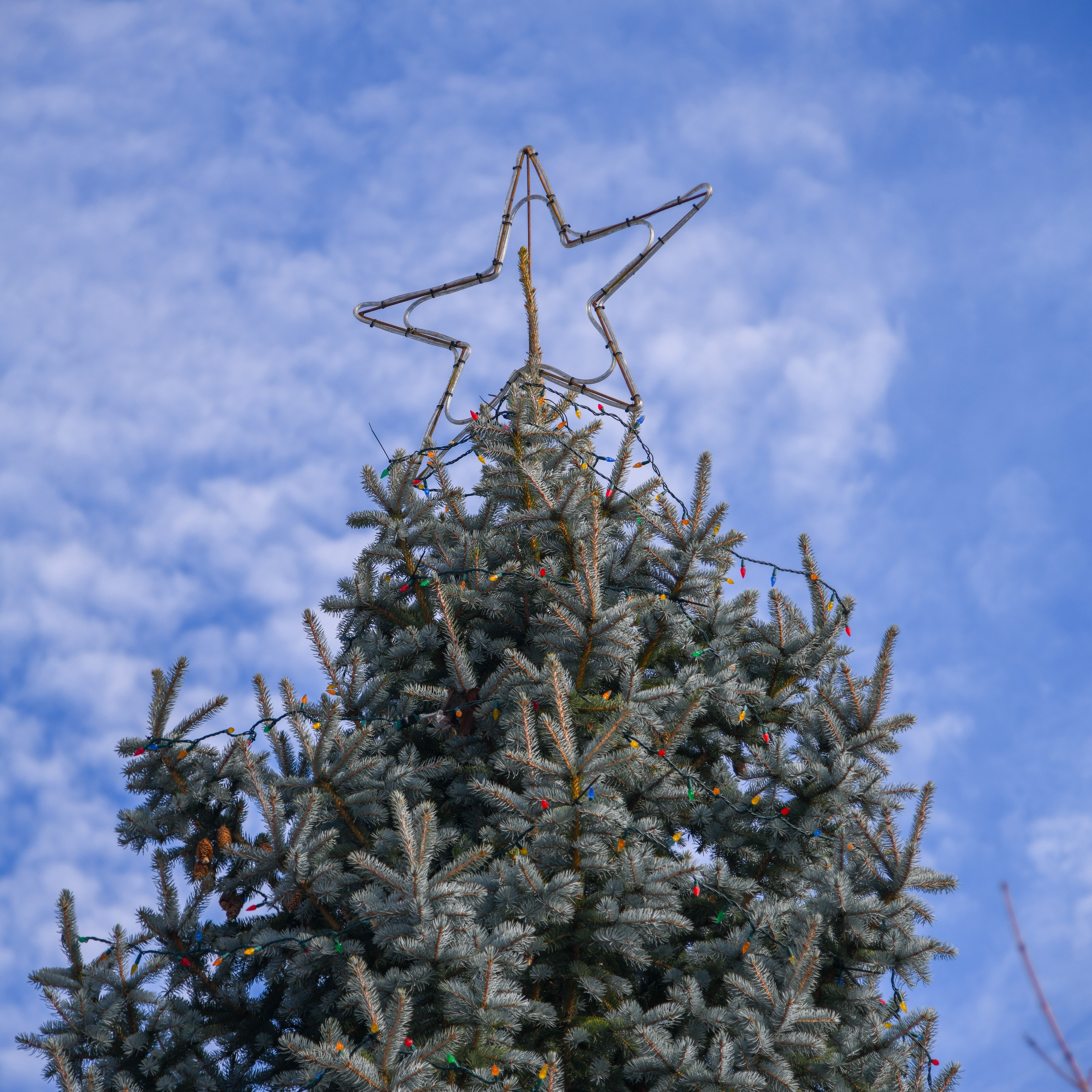 Spruce tree decorated with holiday lights