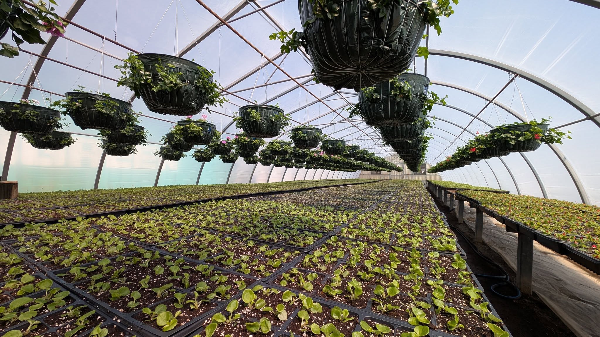 Flowers in City greenhouse