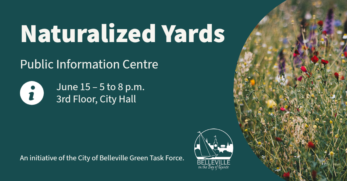 Graphic with a photo of wild flowes and a Title that says Naturalized Yards Public Information Centre, June 14 - 5 to 8 p.m. 3rd Floor, City Hall