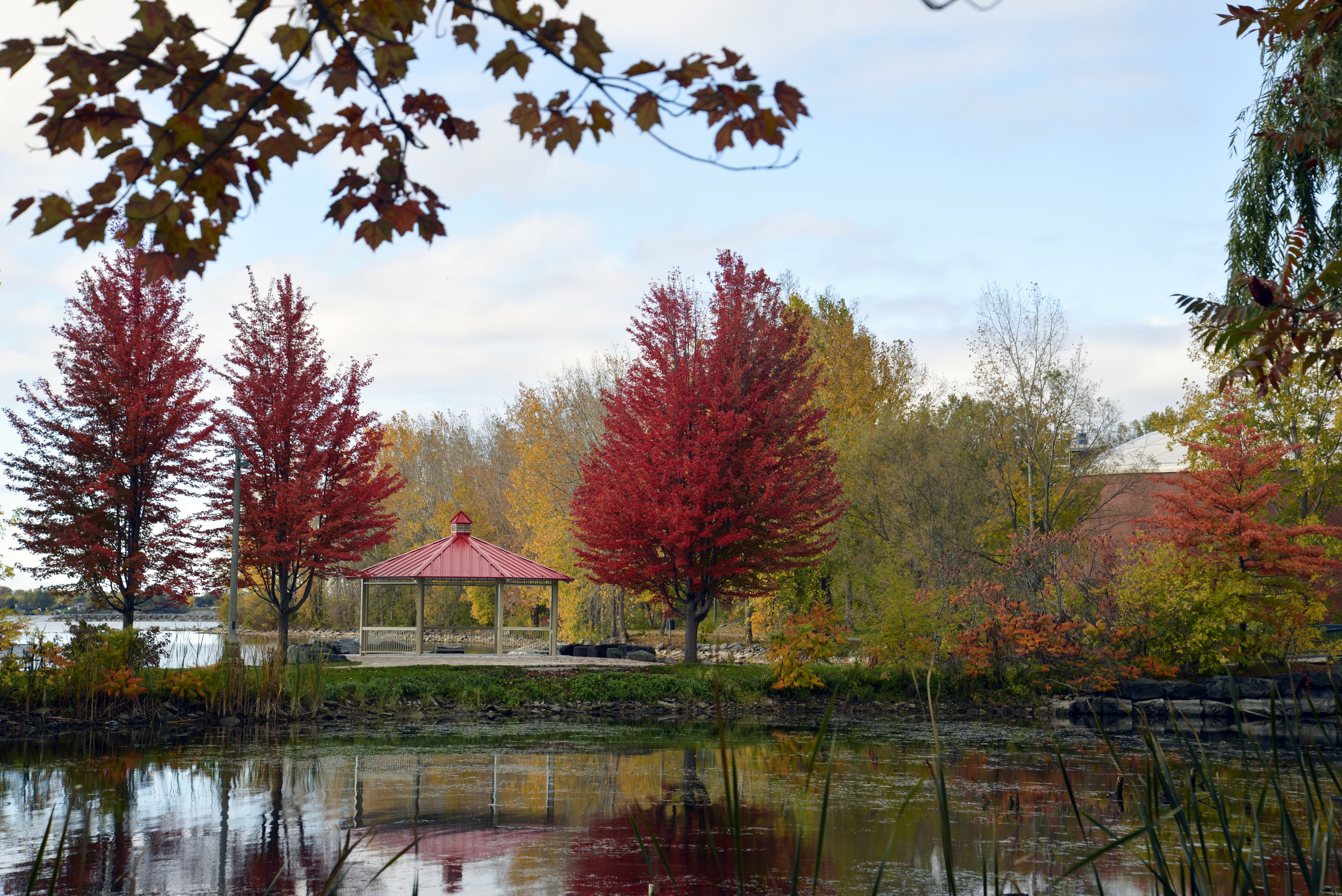 Fall leaves by Turtle Pond