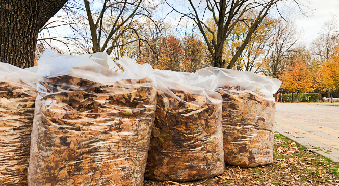 photo of bagged leaves