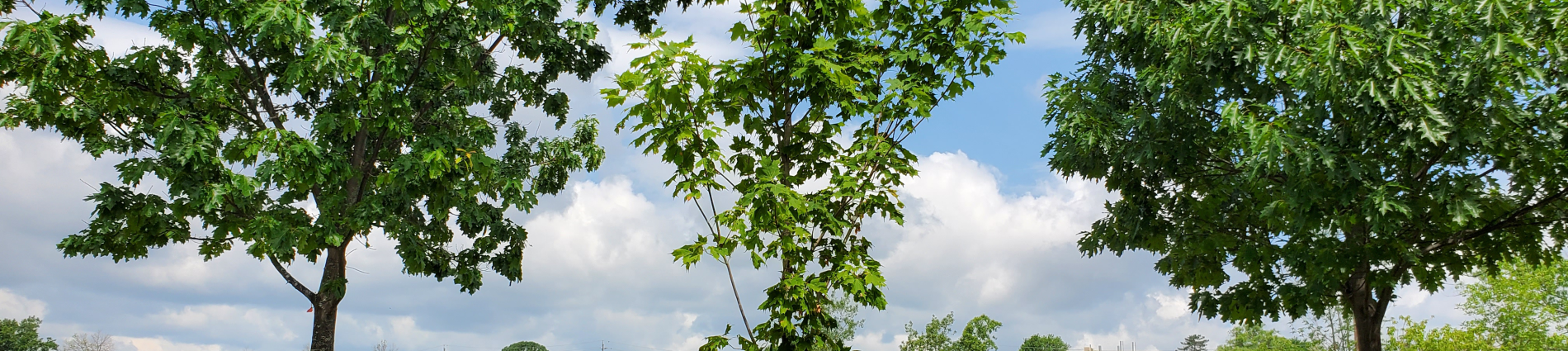 Image of treetops