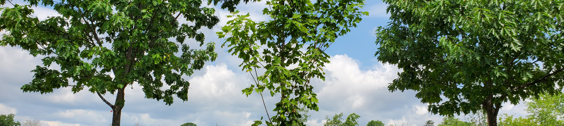 Photo of green trees with sky background