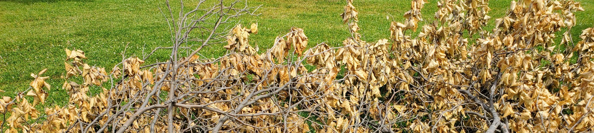 Photo of leaves