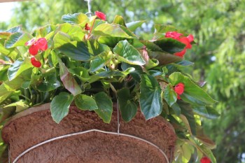 Picture of begonia hanging basket