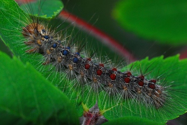 Gypsy Moth Larvae Photo of Larvae