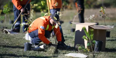 Staff planting tree