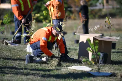 Staff planting tree