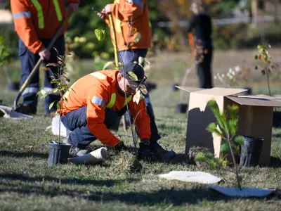Staff planting tree