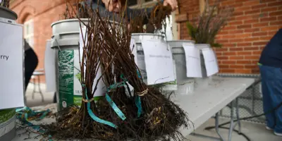 Bareroot seedlings
