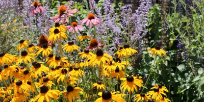 Wild Flower Garden