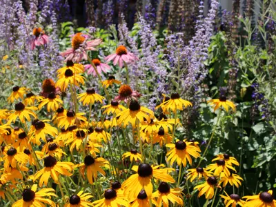 Wild Flower Garden