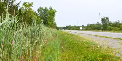 Photo of phragmites along Bell Boulevard.
